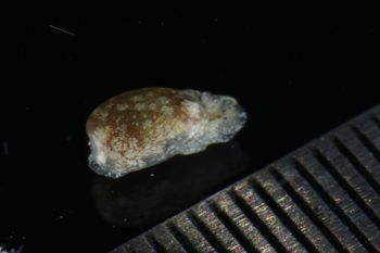 Media type: image;   Malacology 393728 Description: live specimen;